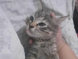 Gato raça SRD-ViraLata idade 2 a 6 meses nome Jhuly