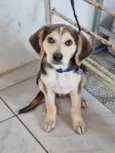 Cachorro raça SRD-ViraLata idade 2 a 6 meses nome Otto