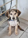 Cachorro raça SRD-ViraLata idade 2 a 6 meses nome Otto