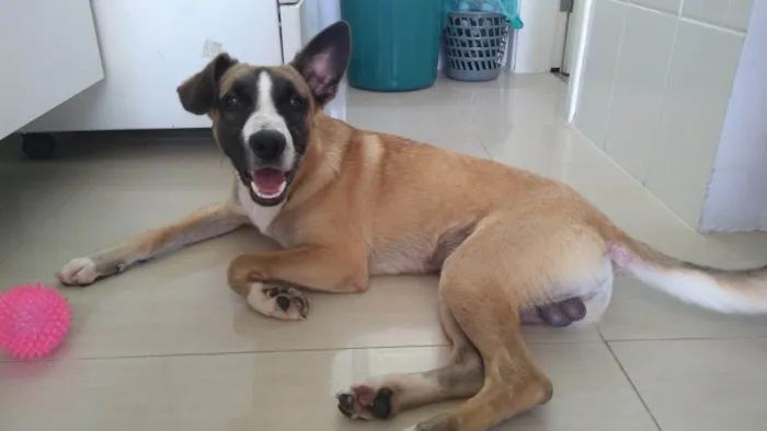Cachorro raça SRD-ViraLata idade 7 a 11 meses nome Miguel 