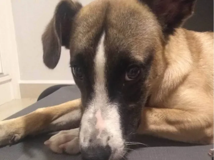 Cachorro raça SRD-ViraLata idade 7 a 11 meses nome Miguel 