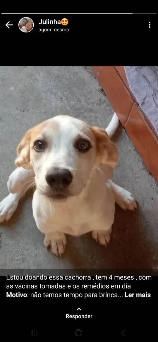 Cachorro ra a SRD-ViraLata idade 2 a 6 meses nome fofa