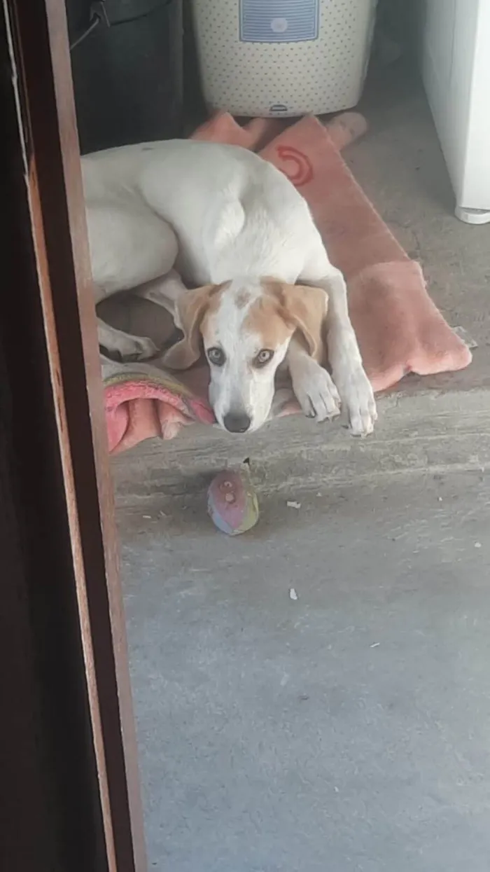 Cachorro ra a SRD-ViraLata idade 2 a 6 meses nome fofa