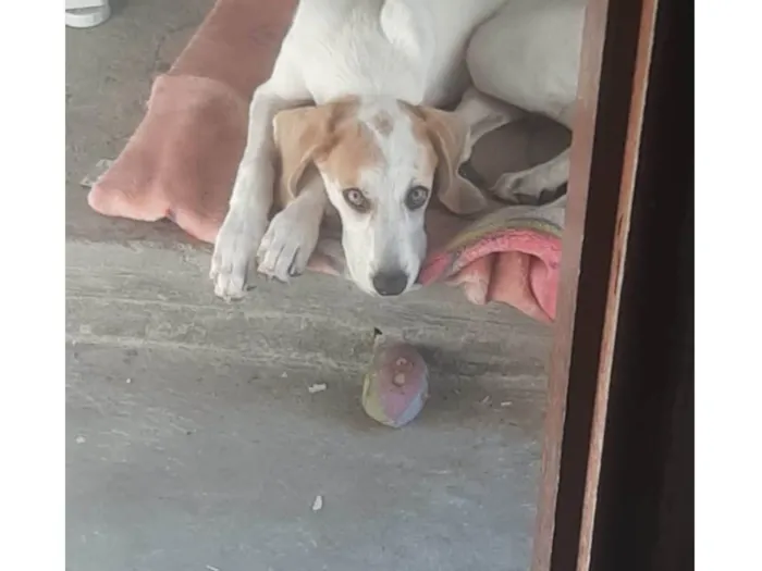 Cachorro ra a SRD-ViraLata idade 2 a 6 meses nome fofa