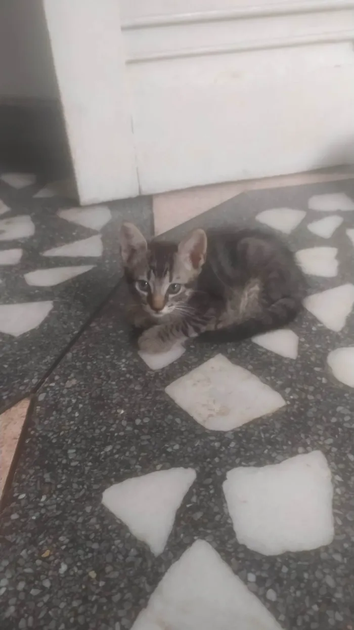 Gato ra a ND idade 2 a 6 meses nome Gatinho RAJADO 