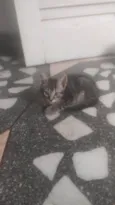 Gatinho RAJADO