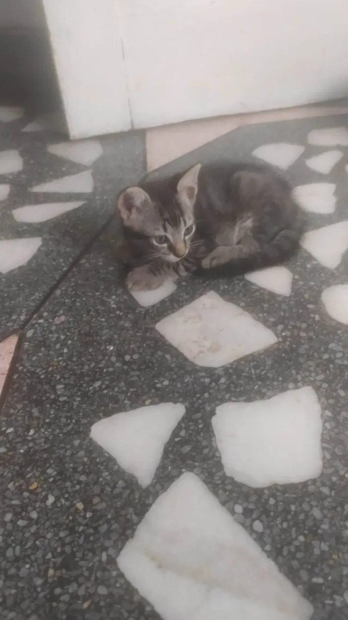 Gato ra a ND idade 2 a 6 meses nome Gatinho Rajado LIIINDO!!! Muito ESPERTO! !!