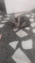 Gatinho Rajado LIIINDO!!! Muito ESPERTO! !!