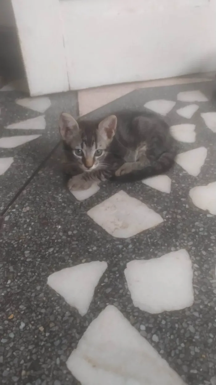 Gato ra a ND idade 2 a 6 meses nome Gatinho Rajado LIIINDO!!! Muito ESPERTO! !!