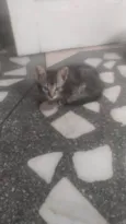 Gatinho Rajado LIIINDO!!! Muito ESPERTO! !!