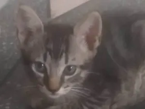 Gato raça ND idade 2 a 6 meses nome Gatinho Rajado LIIINDO!!! Muito ESPERTO! !!