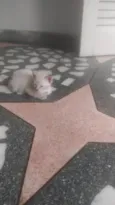 Dengoso, Danado, fofo, esperto. ..