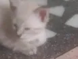 Dengoso, Danado, fofo, esperto. ..