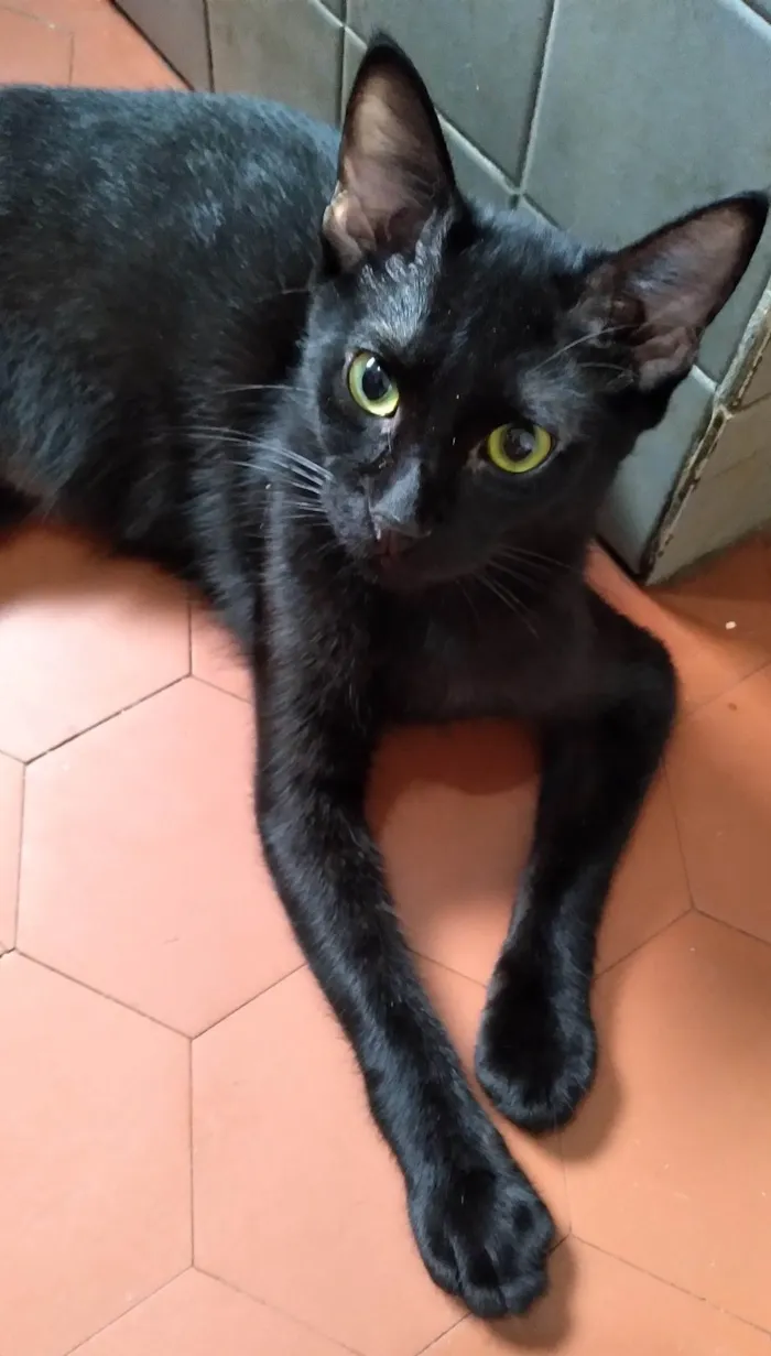 Gato ra a SRD-ViraLata idade 2 a 6 meses nome Fofoqueiro Castrado ADOTADO