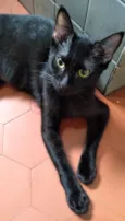 Fofoqueiro Castrado ADOTADO