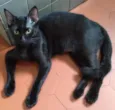 Fofoqueiro Castrado ADOTADO