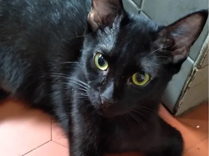 Gato ra a SRD-ViraLata idade 2 a 6 meses nome Fofoqueiro Castrado ADOTADO
