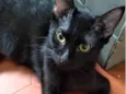 Fofoqueiro Castrado ADOTADO