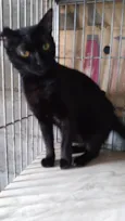 Gatinha Pérola ADOTADA