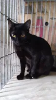 Gatinha Pérola ADOTADA