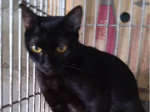 Gato raça SRD-ViraLata idade 1 ano nome Gatinha Pérola ADOTADA