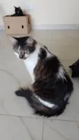 Kiri