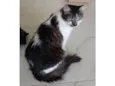 Kiri
