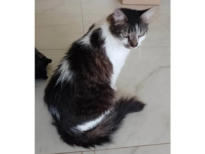 Gato ra a SRD-ViraLata idade 2 anos nome Kiri