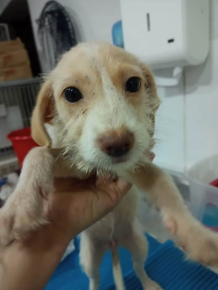 Cachorro ra a Sem raça definida  idade 2 a 6 meses nome l