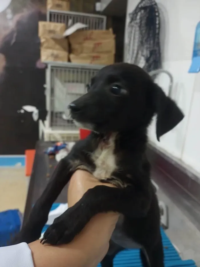 Cachorro ra a Sem raça definida  idade 2 a 6 meses nome l