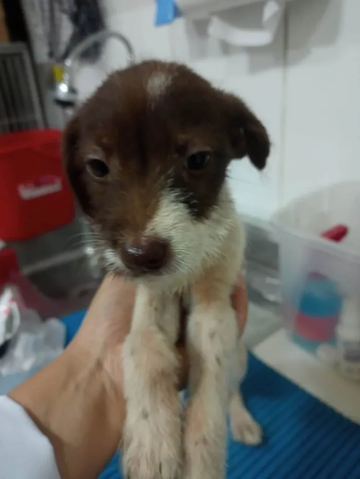 Cachorro ra a Sem raça definida  idade 2 a 6 meses nome l