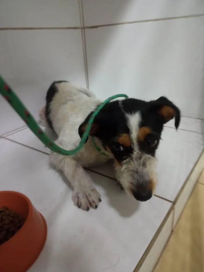 Cachorro ra a Sem raça definida  idade 2 a 6 meses nome l