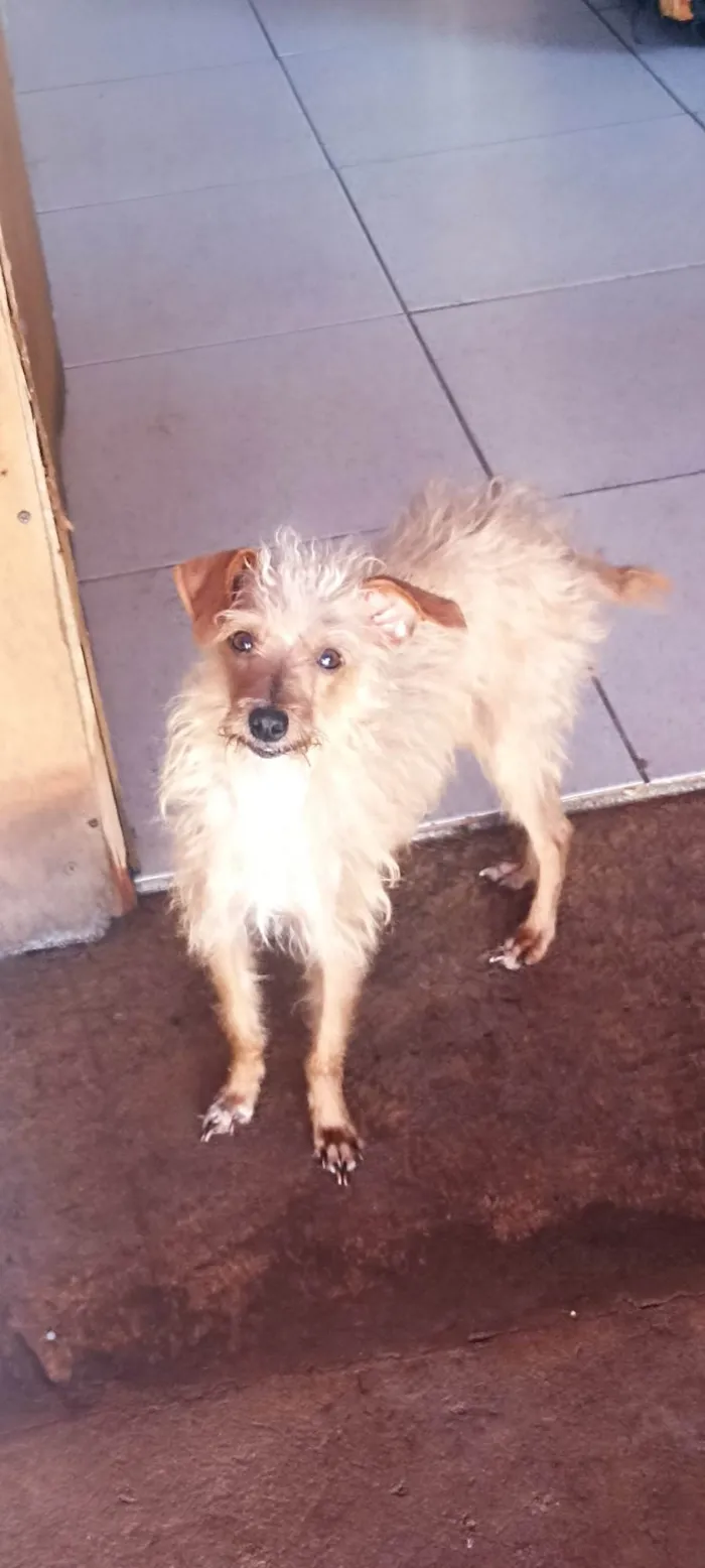 Cachorro ra a SRD-ViraLata idade 1 ano nome Menina