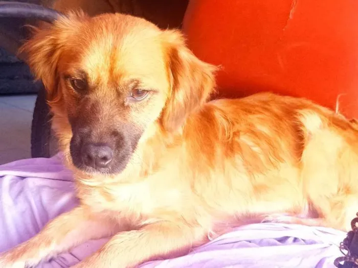 Cachorro ra a SRD-ViraLata idade 2 anos nome Bob