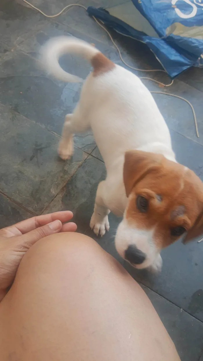 Cachorro ra a SRD-ViraLata idade Abaixo de 2 meses nome Sem nome