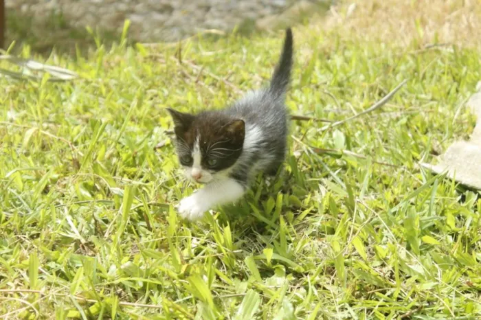 Gato ra a Nao sei idade 2 a 6 meses nome Nao tem