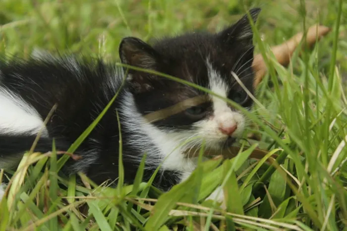 Gato ra a Nao sei idade 2 a 6 meses nome Nao tem