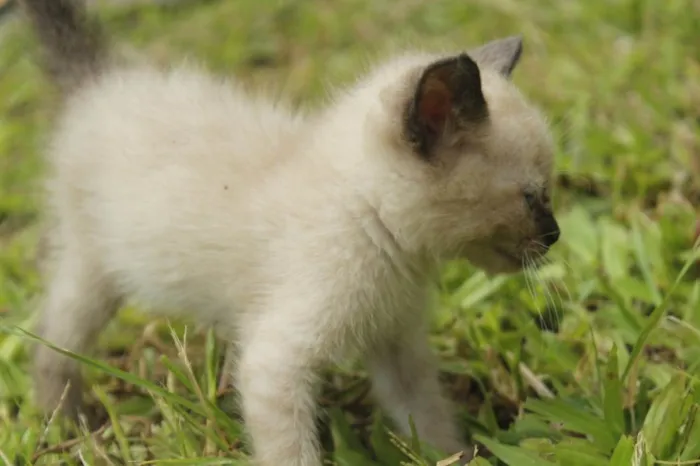 Gato ra a Nao sei idade 2 a 6 meses nome Nao tem