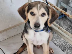 Cachorro raça SRD-ViraLata idade 2 a 6 meses nome Otto