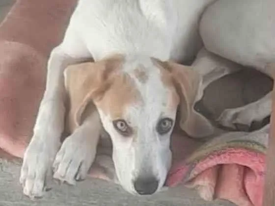 Cachorro ra a SRD-ViraLata idade 2 a 6 meses nome fofa