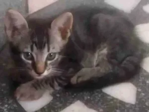 Gato raça ND idade 2 a 6 meses nome Gatinho RAJADO 