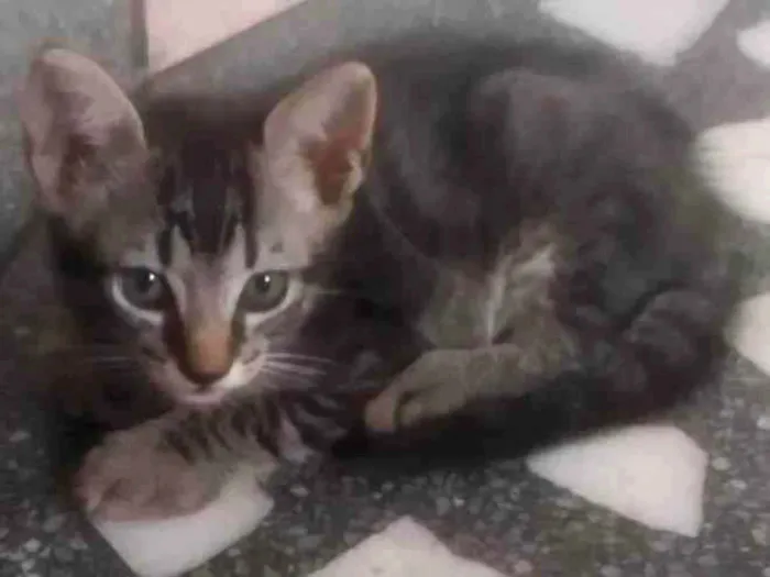 Gato ra a ND idade 2 a 6 meses nome Gatinho RAJADO 