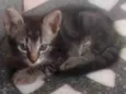 Gatinho RAJADO