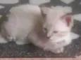 Dengoso, Danado, fofo, esperto. ..