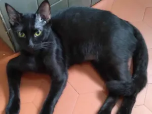 Gato raça SRD-ViraLata idade 2 a 6 meses nome Fofoqueiro Castrado ADOTADO