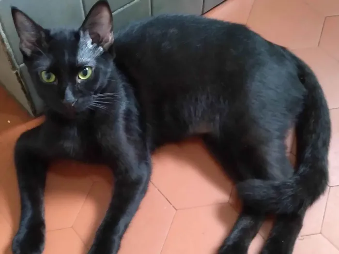 Gato ra a SRD-ViraLata idade 2 a 6 meses nome Fofoqueiro Castrado ADOTADO