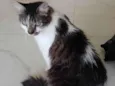 Kiri