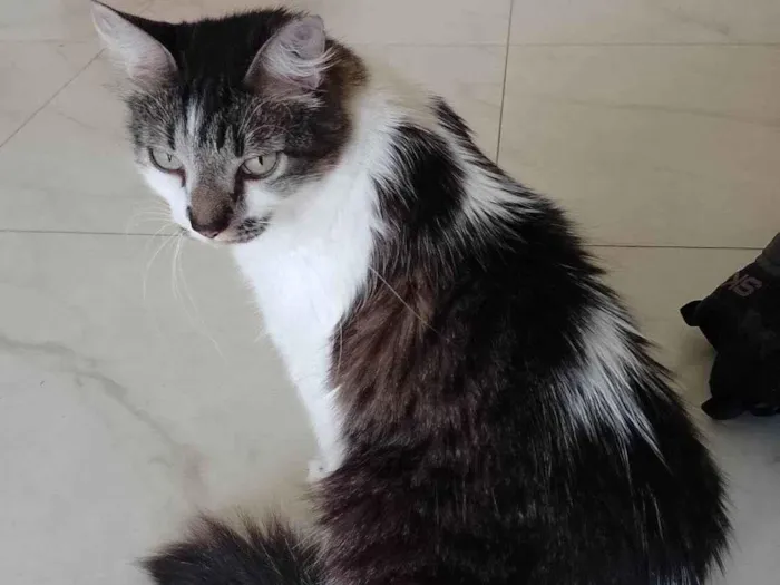 Gato ra a SRD-ViraLata idade 2 anos nome Kiri