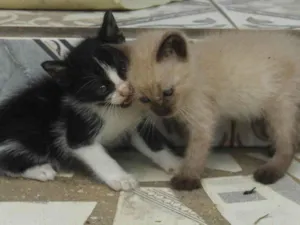 Gato raça Nao sei idade 2 a 6 meses nome Nao tem