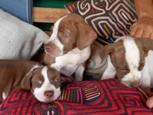 Cachorro raça Mixturado idade Abaixo de 2 meses nome Filhotes
